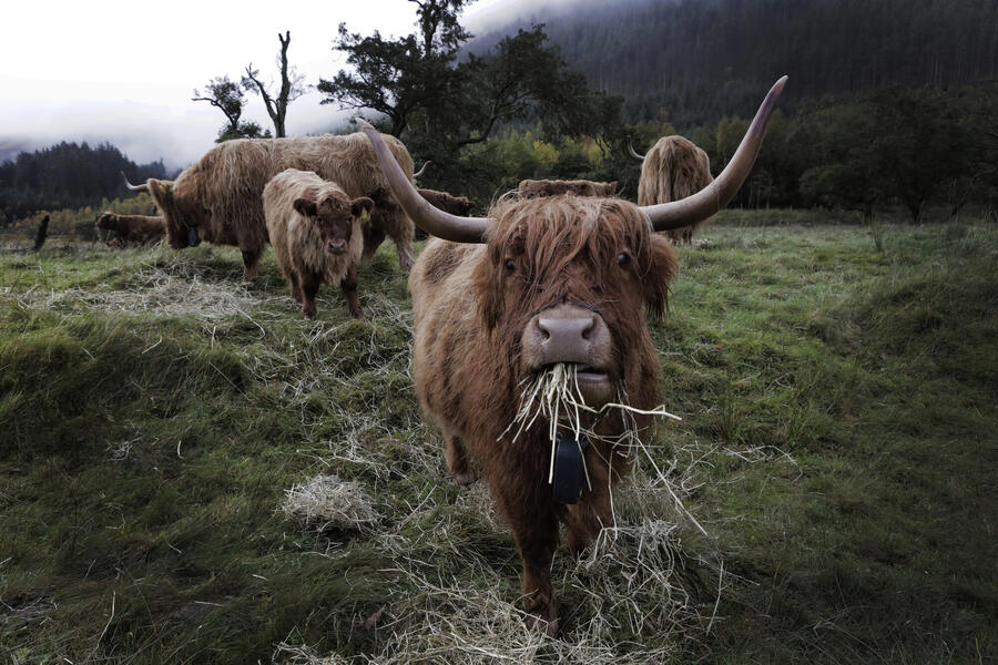 Highland cow near Spean Lodge